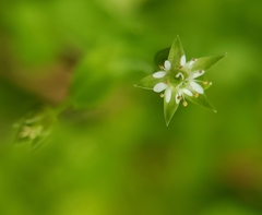 Stellaria calycantha