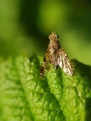 Tephritis vespertina