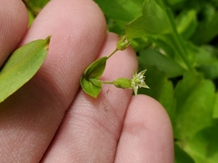 Stellaria calycantha