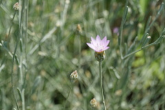 Xeranthemum cylindraceum
