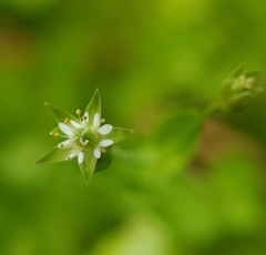 Stellaria calycantha