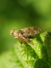Tephritis vespertina