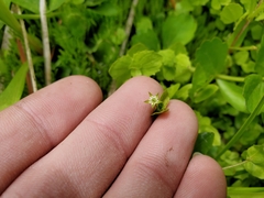 Stellaria calycantha
