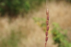 Aegilops tauschii