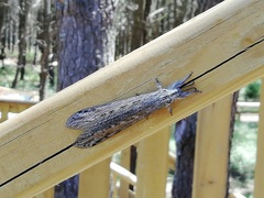 Acanthaclisini