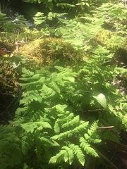 Gymnocarpium dryopteris