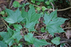 Acer laetum