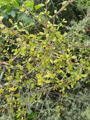 Coprosma pedicellata