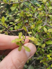 Coprosma pedicellata