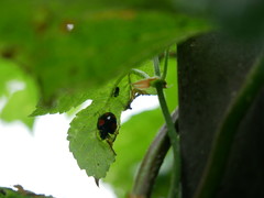 Harmonia axyridis