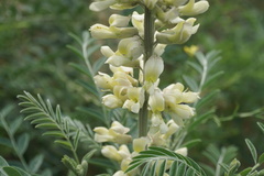 Sophora alopecuroides