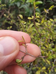 Coprosma pedicellata