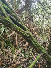 Coprosma pedicellata