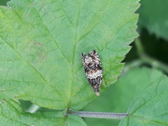 Celypha flavipalpana