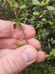 Coprosma pedicellata