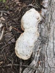 Spongiporus leucospongia