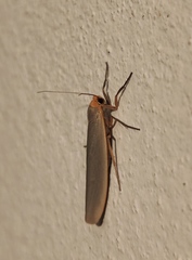 Eilema lurideola