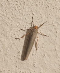 Eilema lurideola