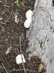 Spongiporus leucospongia