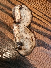 Spongiporus leucospongia