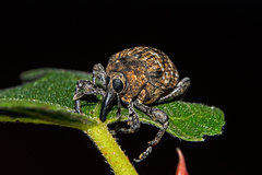 Marshallius rusticus