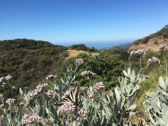 Eriodictyon traskiae smithii