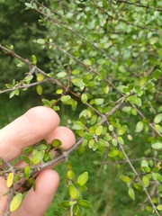 Coprosma pedicellata
