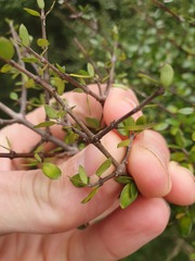 Coprosma pedicellata