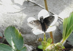 Erynnis lucilius