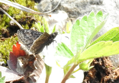 Erynnis lucilius