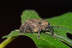Marshallius rusticus