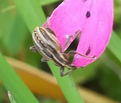 Hypera arator