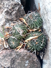 Echinofossulocactus pentacanthus