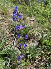 Penstemon cyananthus