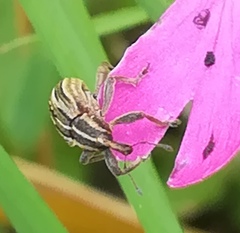 Hypera arator