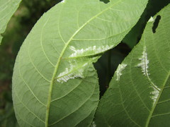 Pseudomicrostroma juglandis