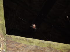 Alpaida alticeps