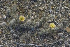 Grusonia grahamii