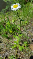 Erigeron pulchellus