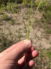 Carex garberi