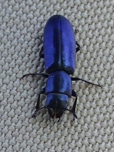 Pine Trogossitid Beetle photo 5