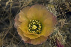 Grusonia grahamii