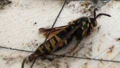 Paranthrene simulans