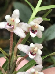 Maxillaria lawrenceana