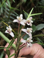 Maxillaria lawrenceana