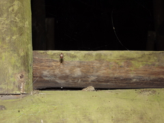 Alpaida alticeps