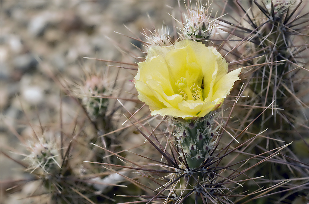 Graham's Club-cholla