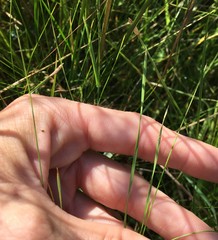 Eleocharis wolfii