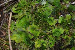 Peltigera britannica