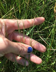 Eleocharis wolfii